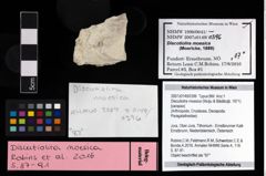 NHMW-GEO-2007z0149-0396_Ol_01.tifDiscutiolira moesica (Muţiu & Bădăluţă, 1971)  (NHMW-GEO-2007z0149-0396)